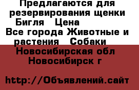 Предлагаются для резервирования щенки Бигля › Цена ­ 40 000 - Все города Животные и растения » Собаки   . Новосибирская обл.,Новосибирск г.